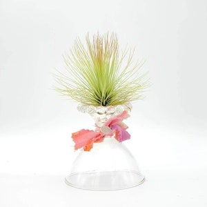 Tillandsia Andreana Air Plant  .+*+. Bright Green Leaves & Round Shape -  Houseplant - Red Flowers! Easy Care Terrariums or Plant Lover Gift