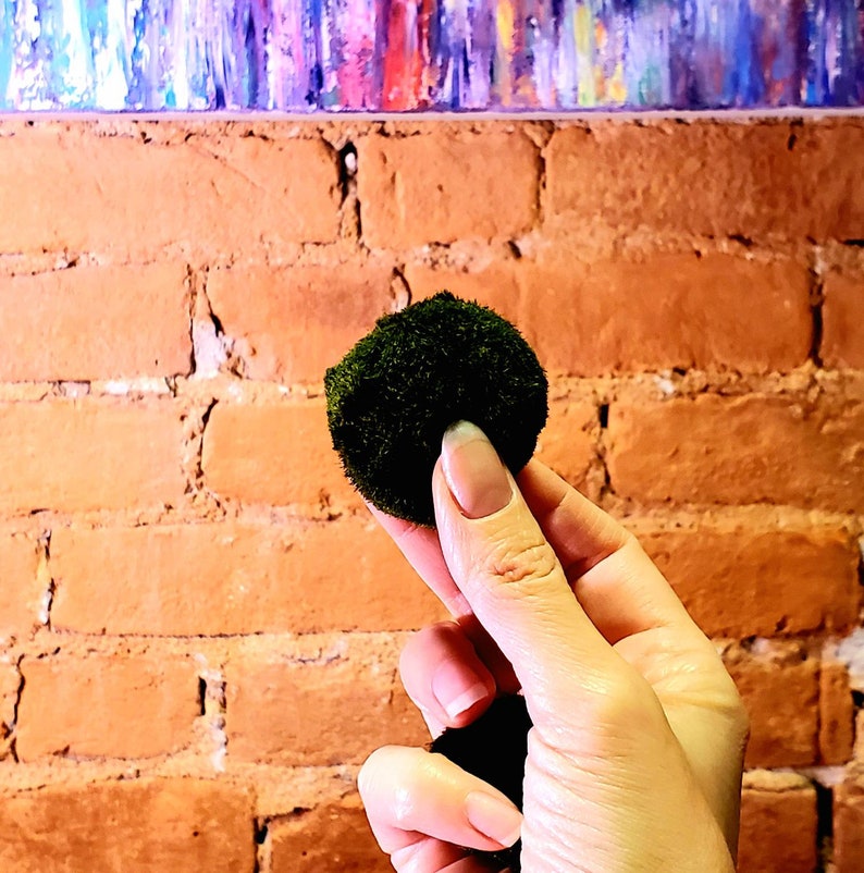 Japanese Marimo Moss Balls .. Make Your Own Custom Water Etsy