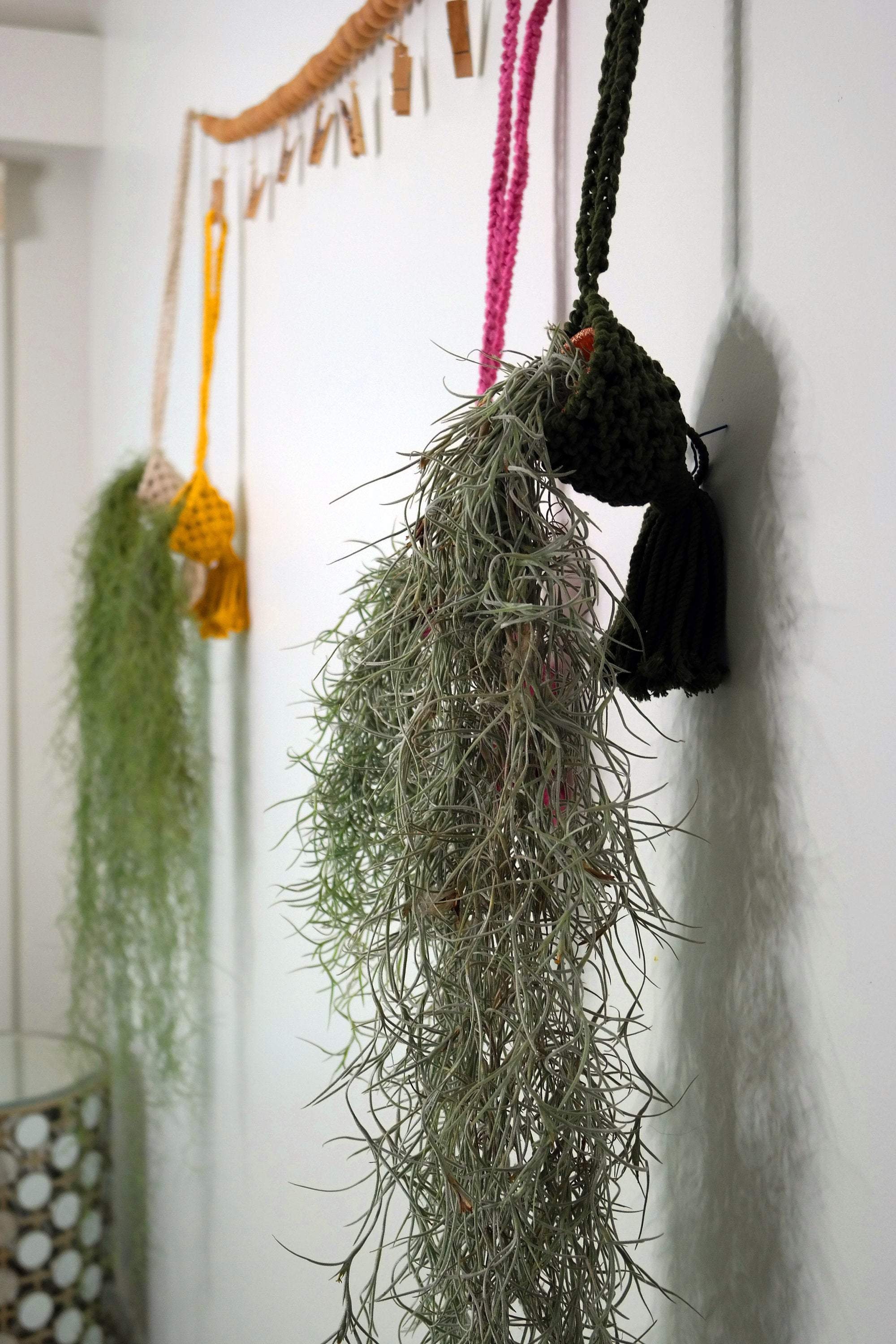 Seafoam Green Spanish Moss Thick Variety Tillandsia Usneoides - Etsy