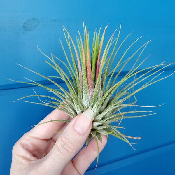 Tillandsia Ionantha Ionantha AKA Guatemala Air Plant- HousePlant, Easy Care, Small, Medium, XL, Indoor Plant, Bromeliad - Singles and 3 Pack