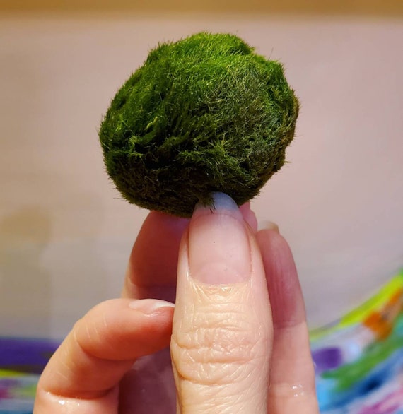 Japanese Marimo Moss Balls .. Make Your Own Custom Water Etsy