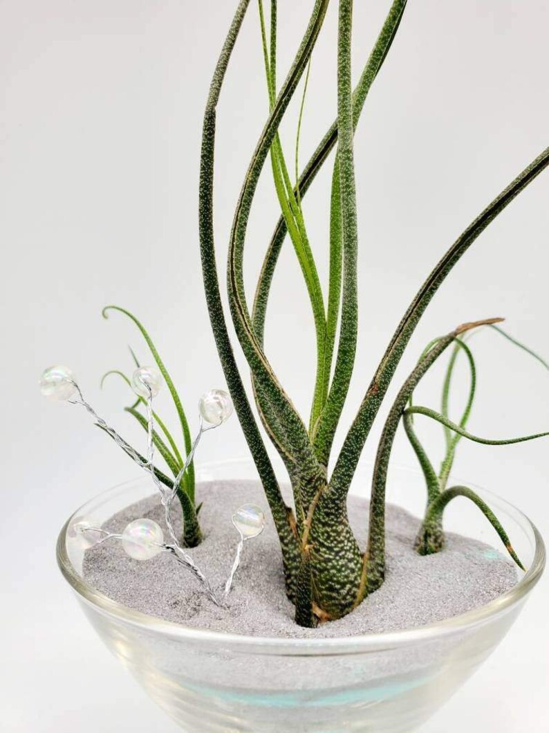 Tillandsia Butzii Air Plant Strong Tall Healthy Varigated