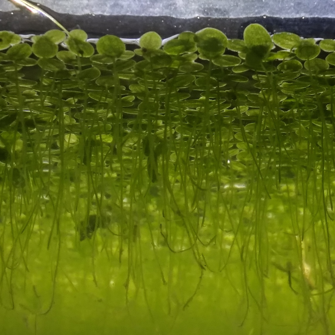 Duckweed aquarium/fish tank floating plant Etsy