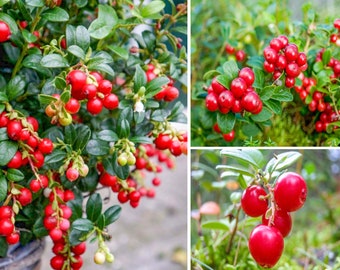 4 Lingonberry Vaccinium Vitis Plant -Idaea Superfruit | Live Plant 3 to 6  Inches ship bare root