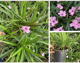 Perennial Ground Cover Gift, Pink KATY Baby Dwarf Mexican Petunia Ruellia Plant, 1 plant, NO POT