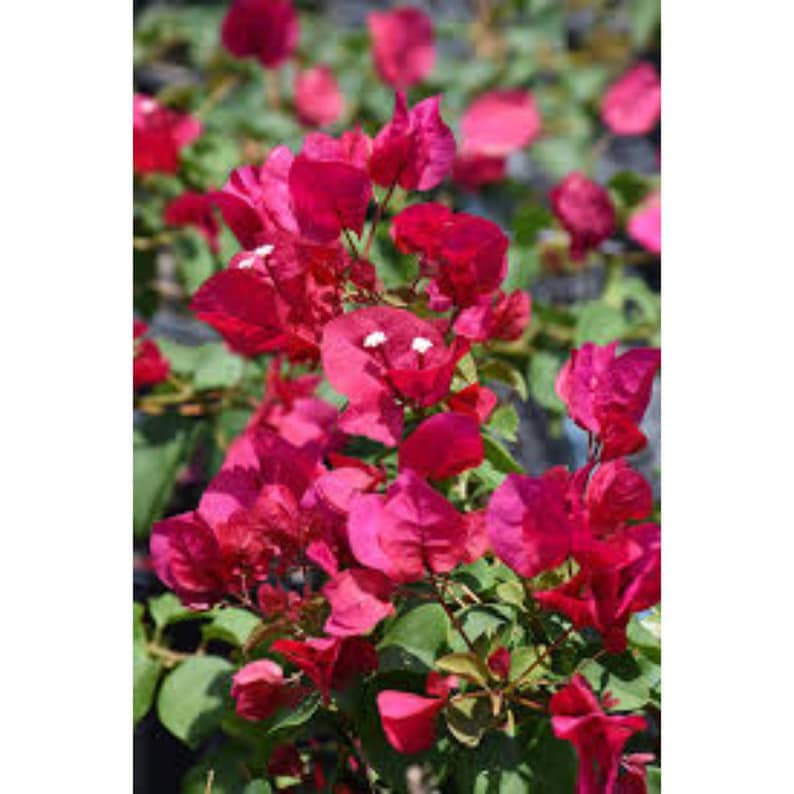 Barbara Karst Bougainvillea Plant | Live Plant 5 Inch Tall image 5