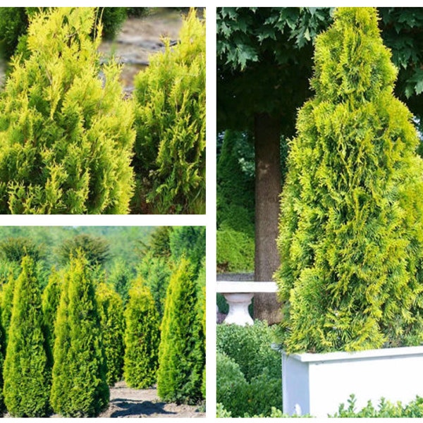 Thuja occidentalis 'Janed Gold'  Plant, Starter Plant 5-10 Inch Tall