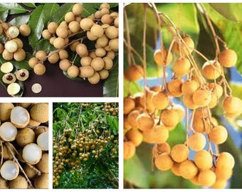 Dimocarpus Fruit Tree Longan 5”-8”