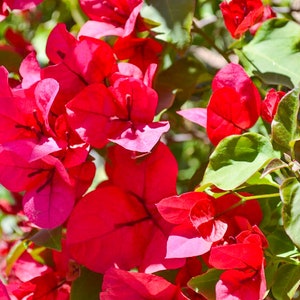 San Diego Red Bougainvillea Bougainvillea Plant Live Plant 5 Inch Tall image 3