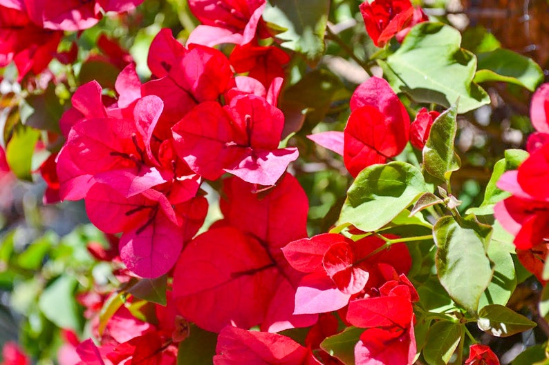 San Diego Red Bougainvillea Bougainvillea Plant Live Plant 5 Inch Tall image 3