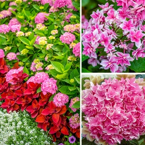 Hydrangea Macrophylla Rosy Splendor Plant | Starter Plant ( Dormant )