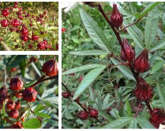 Red Roselle Hibiscus/Gongura Live Plant, 1 Live Plant in 4 inches pot