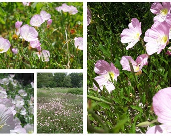 Showy Pink Evening Primrose (Oenothera speciosa) - 10+ Plants minimum