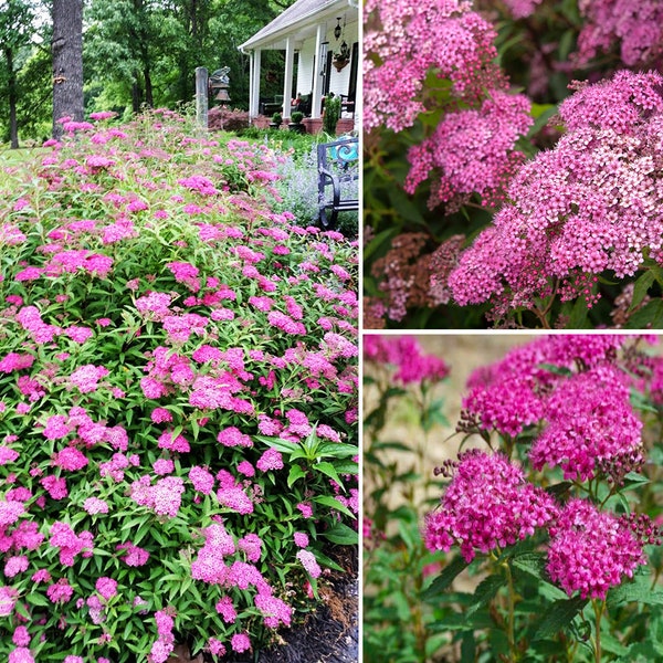 Neon Flash Spirea Plant, Starter Plant 6-10 Inch Tall