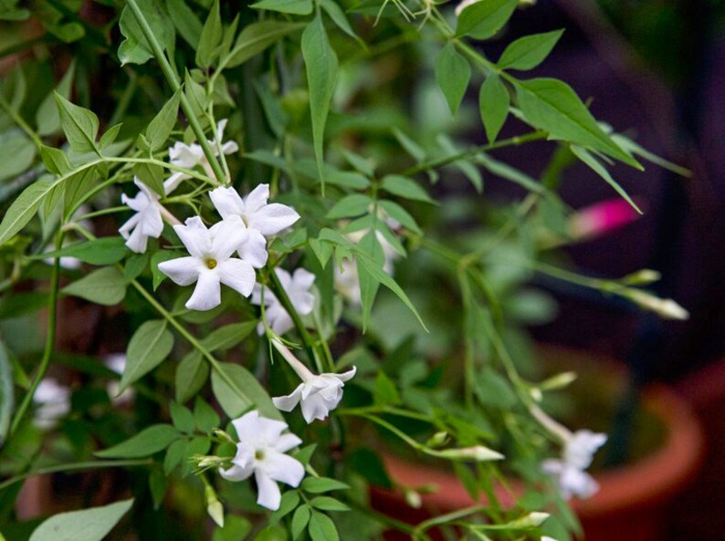 Jasminum Officinale Plant Poet's Jasmine Flowers Very Etsy