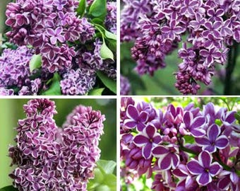 1 Sensation Lilac Starter Plant – Purple Syringa Flower, 2–5 Inch Live Plant, Fragrant Garden Shrub, Spring Bloom Outdoor Plant