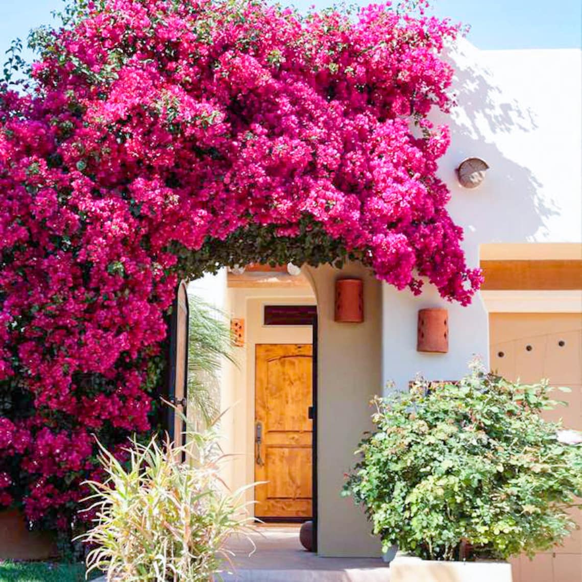 Barbara Karst Bougainvillea Plant Live Plant 5 Inch Tall - Etsy