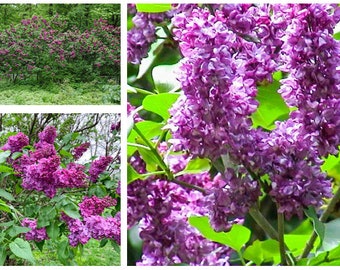 Syringa vulgaris 'Charles Joly' Lilac Plant, Flowers Very Fragrant, Starter Plant 4-8 Inches