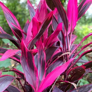 Tropical Cordyline Ti Hawaiian Red Sister Plant Live Plant - Etsy