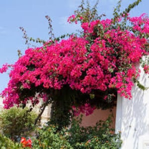 Barbara Karst Bougainvillea Plant | Live Plant 5 Inch Tall image 3