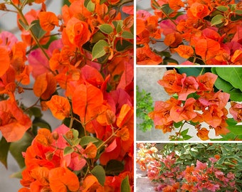 Orange King Bougainvillea Plant,  Live Plant 5-6 Inches Tall
