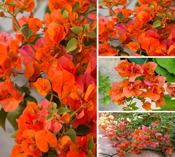 Orange King Bougainvillea Plant Live Plant 56 Inches Tall Etsy