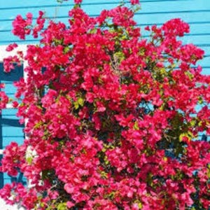 Barbara Karst Bougainvillea Plant | Live Plant 5 Inch Tall image 6