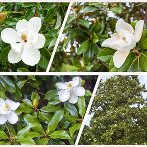 Magnolia Grandiflora Plant | Southern Magnolia Tree | Live Plant 5-10 Inch Tall