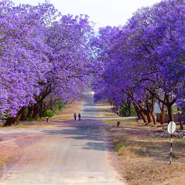 Jacaranda Brazilian Plant | Blue Purple Flowering | Live Plant