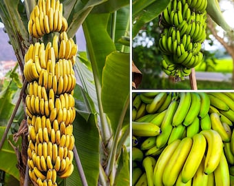 Dwarf Cavendish Banana Plant, Live Plant 4-5 Inches Talll