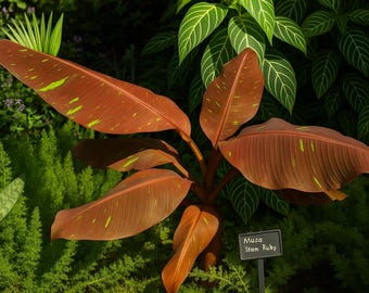 Live Siam Ruby Banana Plant – Rare Red Foliage Musa for Tropical Garden