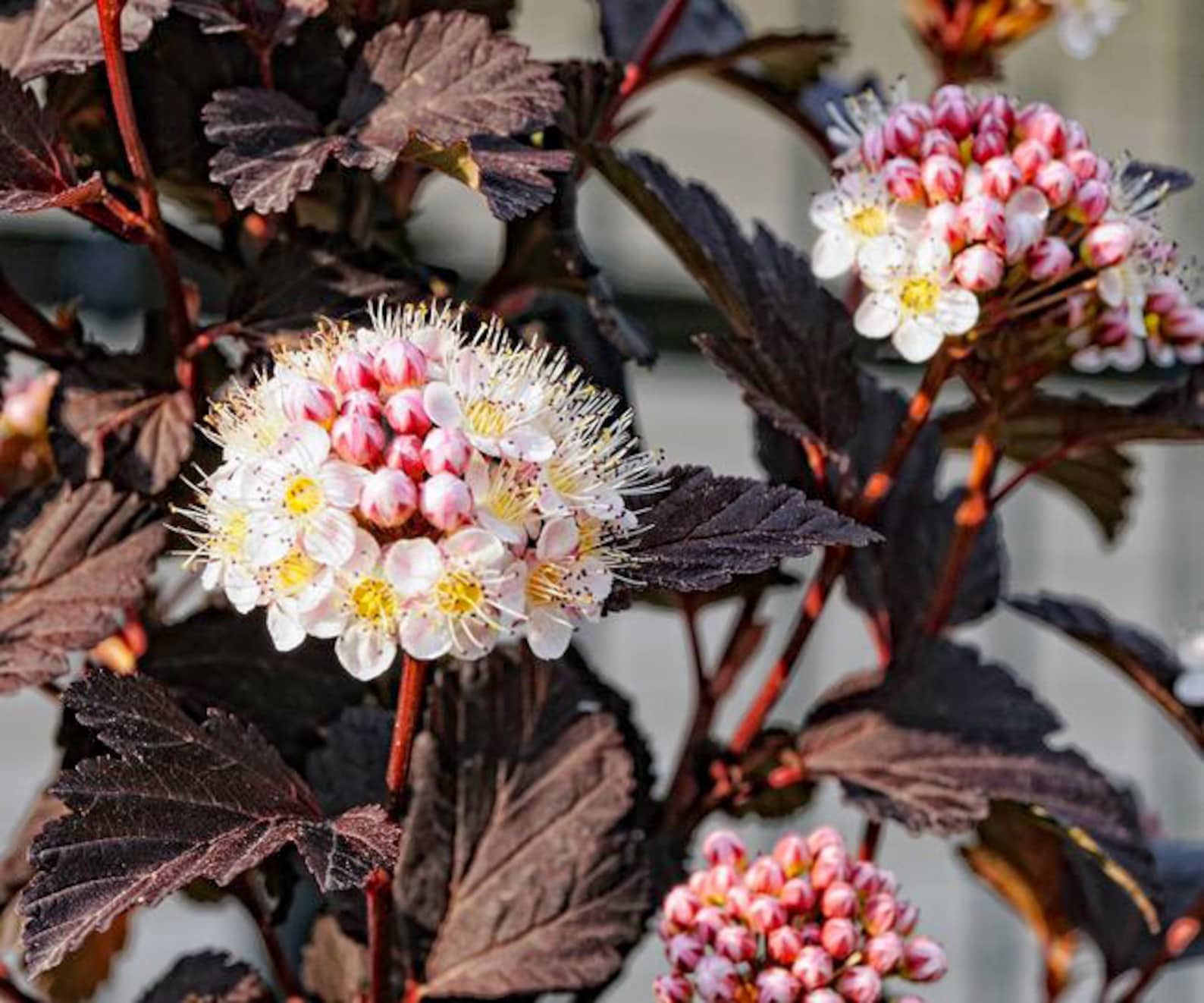 Physocarpus Opulifolius ‘red Baron’ Plant Ninebark - Etsy