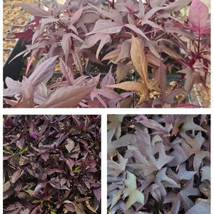 May include: Four close-up images of purple sweet potato plants with different leaf shapes and sizes. The plants are in various stages of growth, with some showing new growth and others showing mature leaves.