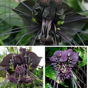 May include: Close-up of a black bat flower, showcasing its unique, dark petals and long, whisker-like filaments. The flower's intricate structure is set against a backdrop of green foliage, highlighting its unusual form. A striking botanical specimen.