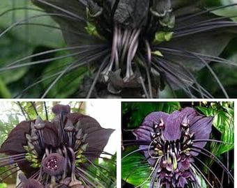 1  Black Bat Flower starter Live Plant In Pot 3 To 5 Inches Tall, Rare Tacca Chantrieri Houseplant, Exotic Indoor Tropical Plant Gift