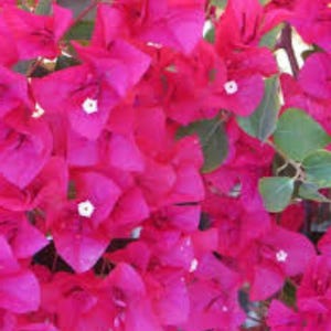 Barbara Karst Bougainvillea Plant | Live Plant 5 Inch Tall image 2