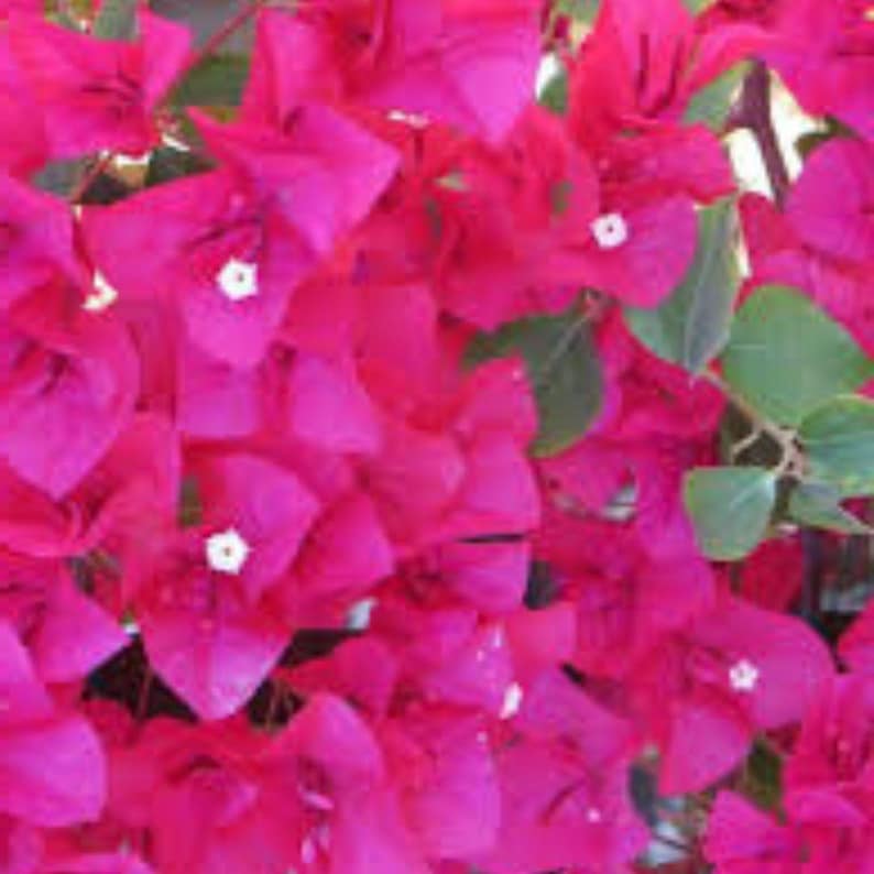 Barbara Karst Bougainvillea Plant | Live Plant 5 Inch Tall image 2