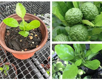 1 pot Kaffir Lime Plant, Citrus Histryx, Thai Lime Makrut 3”-6”