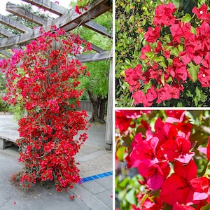 San Diego Red Bougainvillea | Bougainvillea Plant | Live Plant 5 Inch Tall