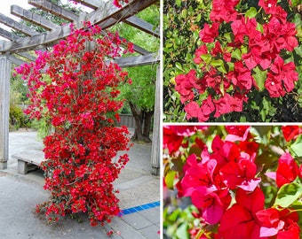 San Diego Red Bougainvillea | Bougainvillea Plant | Live Plant 5 Inch Tall