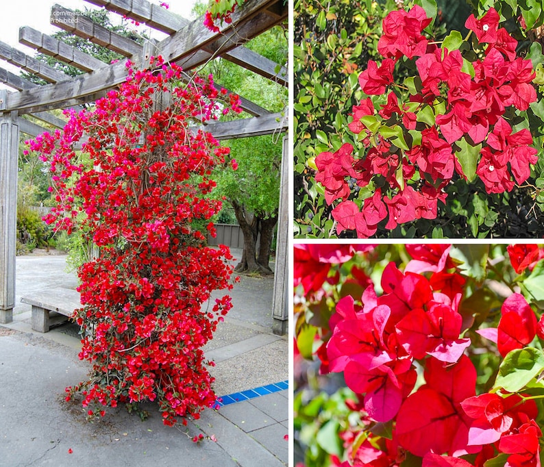 San Diego Red Bougainvillea Bougainvillea Plant Live Plant 5 Inch Tall image 1