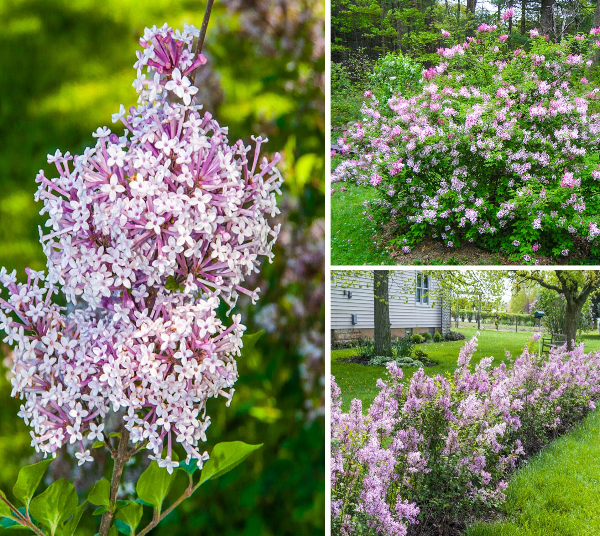 Syringa 'josee', Reblooming Lilac Plant, Flowers Very Fragrant, Starter  Plant 5-10 Inches - Etsy Canada