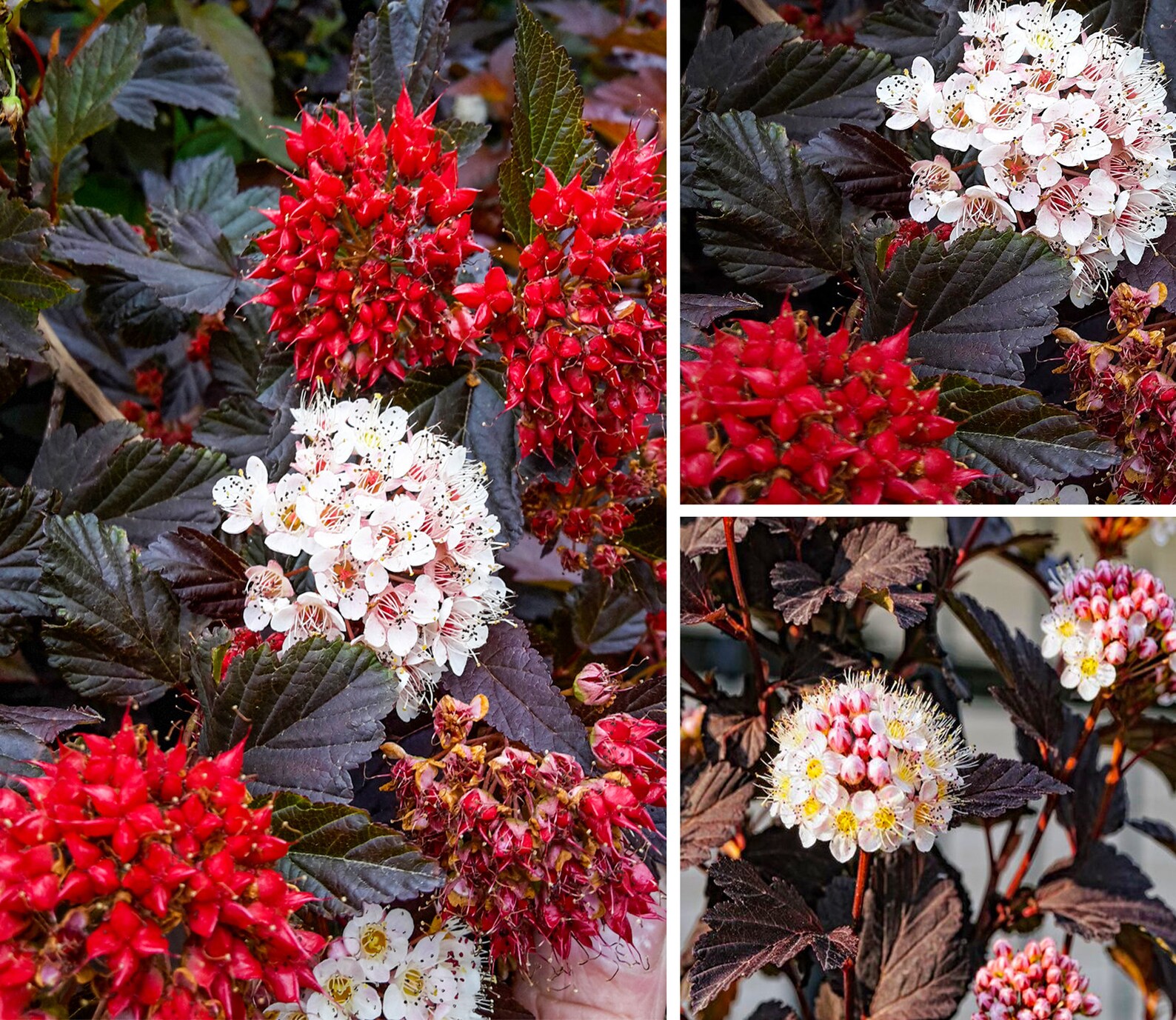Physocarpus Opulifolius ‘red Baron’ Plant Ninebark - Etsy