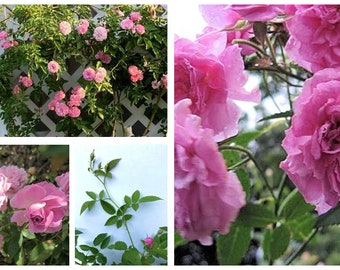 1 Live Plant 10” Tall  Climbing Rose "Caldwell Pink" Had Buds,  Planted In 4" Pot
