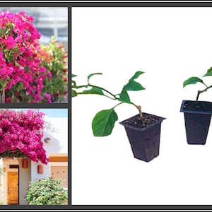 Barbara Karst Bougainvillea Plant Live Plant 5 Inch Tall image 2