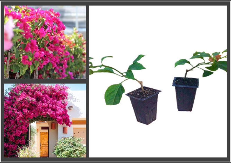 Barbara Karst Bougainvillea Plant Live Plant 5 Inch Tall image 2