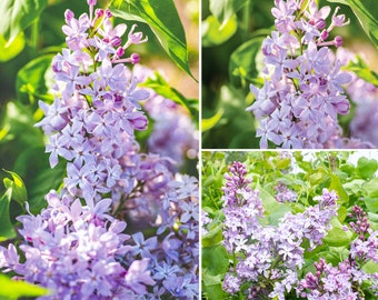 Lilac New Age Lavender Plant, Flowers Very Fragrant, Starter Plant