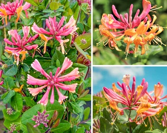 Lonicera Honeysuckle Golden Flame Plant, Fragrant flowers, Live Plant 5-15 Inch