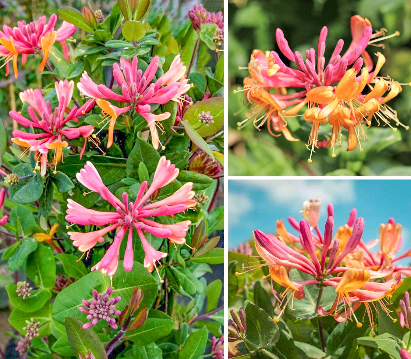 Lonicera Honeysuckle Golden Flame Plant, Fragrant Flowers, Live Plant 3-6  Inch Ship in Pot - Etsy Canada