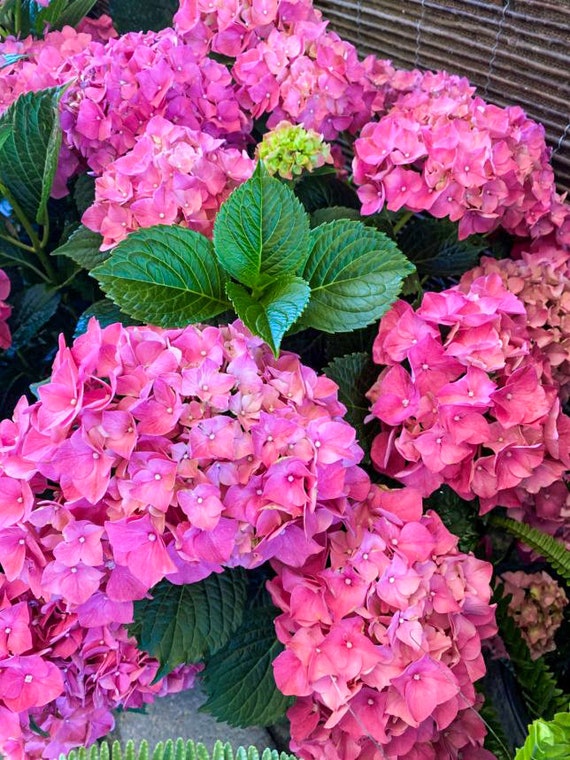 Image of Hydrangea macrophylla pink image 2